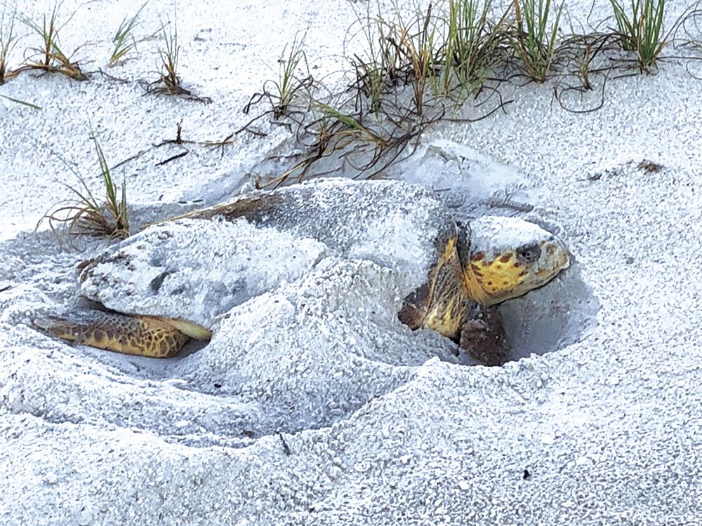 Sea Turtle #1.tif